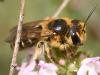 Andrena flavilabris